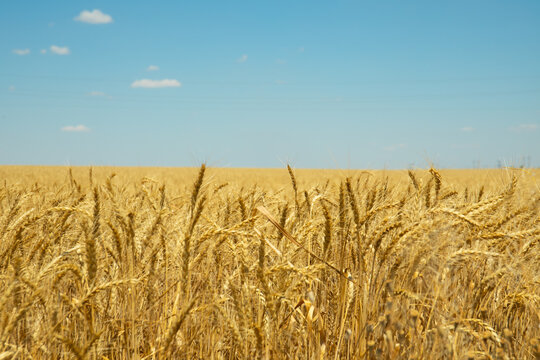Golden wheat field under blue sky – summer landscape