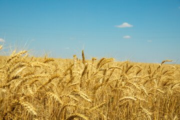 Golden wheat field under blue sky