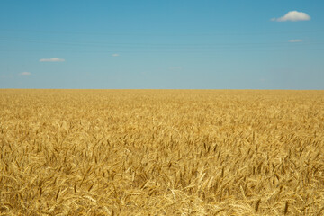 Golden wheat field under blue sky