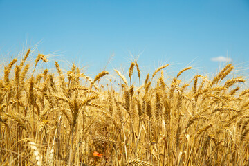 Golden wheat field under blue sky
