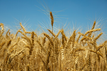 Golden wheat field under blue sky