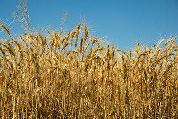 Golden wheat field under blue sky