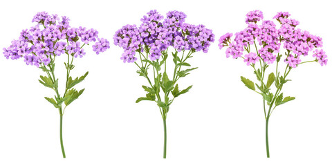 Fototapeta premium Three lilac flower bouquets isolated on transparent png background