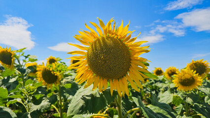 die Sonnenblumen im Feld