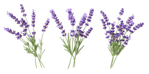 Three lavender bouquets illustration on transparent png background