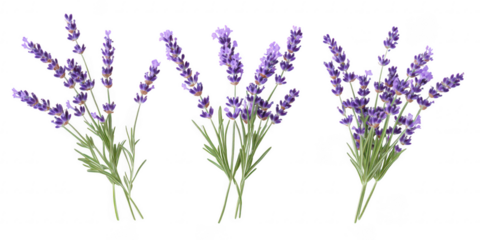 Three lavender bouquets illustration on transparent png background