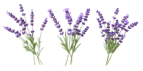 Gardinen Lavendel Three lavender bouquets illustration on transparent png background  © PNG STORE