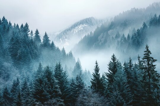 Inspiring Winter Serenity: Fog-Blanketed Pine Forest Hues Amidst Snow-Capped Alpine Mountains