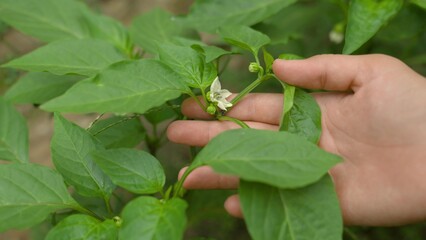 hand touches white flower, sweet pepper, an agronomist monitors results growth, gardener in...