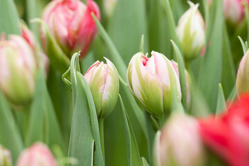 wonderful pink double tulips in buds in a park