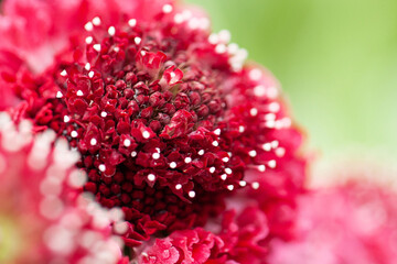 delicate red beautiful and bright flower scabiosa