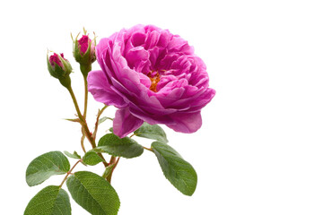 Pink rosa damascena on a white background