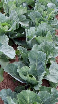 Lush green cabbage heads maturing in expansive agricultural field, showcasing organic farming and fresh produce cultivation