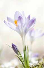 Fototapeta premium Single purple crocus flower in full bloom, yellow center, white petals, slight curl. Background blurred green foliage contrasting with vibrant purple color.