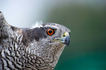 close up of a falcon, Northern Goshawk (Accipiter gentilis). Sardinia, Italy,