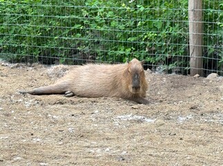 Capybara Resting Peacefully in a Petting Zoo