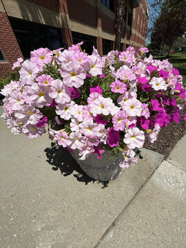 Photo of planter with fully bloomed violet colored flowers. JPEG, 12.2MB, 12x16in, 3600x4800px, 300p/I, iphone16pro