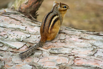 Curious Chipmunk on Tree Bark