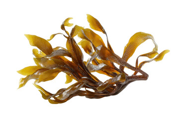 seaweed isolated on transparent background cutout