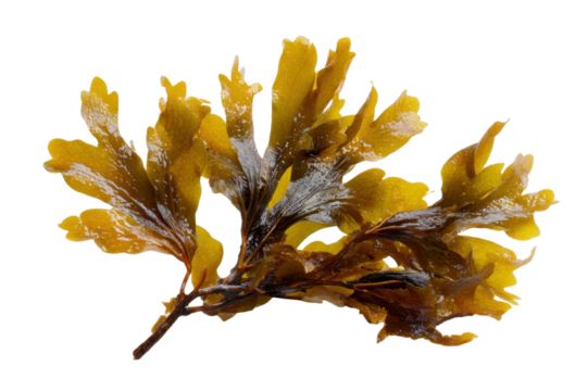 seaweed isolated on transparent background cutout