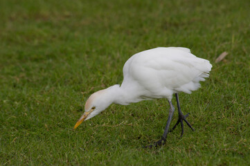 Airone guardabuoi (Bubulcus ibis). Cabras, OR, Sardegna, Italy