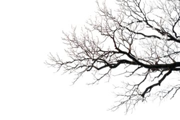 tree branches on a white background