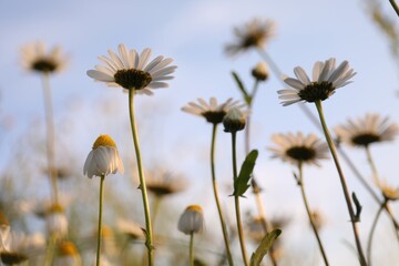 Beautiful chamomile flowers growing under light blue sky, closeup
