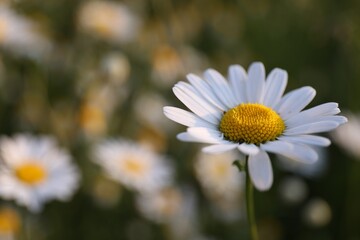 Beautiful chamomile flower growing in garden, closeup