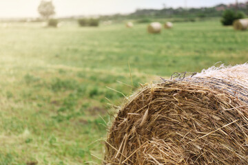 Hay bale on green grass in field, closeup. Space for text