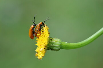 Lup&eacute;rus portugais