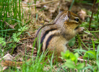 Wild chipmunk sitting and eating in natural environment