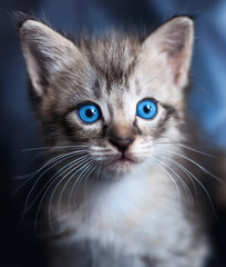 close up of a british cat