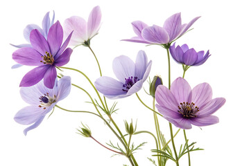 Delicate purple and lavender anemone flowers with detailed centers and green stems isolated on a transparent background