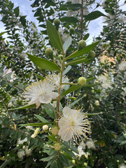 White flowering branches. myrtle High quality photo