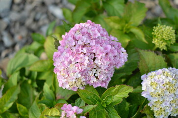Fototapeta premium A close-up of a colored hydrangea flower with green leaves, the background is blurred.