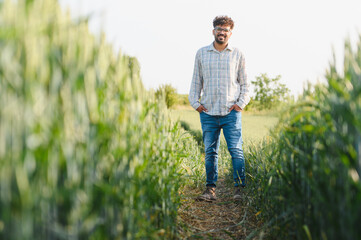 Farmer inspecting growing wheat crop in cultivated agricultural field
