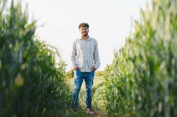 Young agronomist inspecting cultivated wheat field during summer sunny day