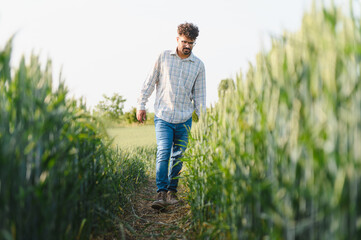 Fototapeta premium Farmer walking and inspecting wheat field growth