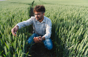 Agronomist inspecting young wheat crop in cultivated field