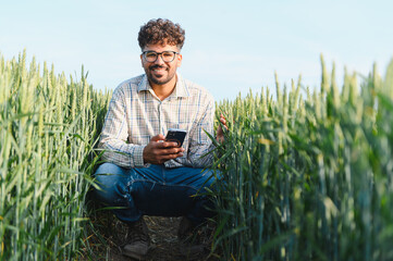 Agronomist inspecting wheat field using mobile phone