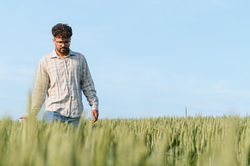 Agronomist walking and inspecting green wheat field