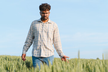 Young agronomist walking and inspecting wheat field under blue sky