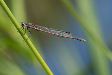 Close-up of a common winter dragonfly (Sympecma fusca) sitting on a green stem in summer. The water...