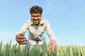 Agronomist inspecting young wheat crop in field under blue sky