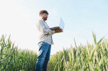 Farmer inspecting wheat field with laptop for smart agriculture management