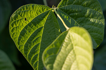 A bean leaf with a hole in it. The leaf is green and has a shadow on it. The shadow is on the leaf and is darker than the leaf itself. It is sunset.