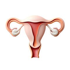 3d anatomical illustration of human uterus with fallopian tubes, reproductive system isolated