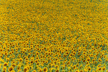 Sonnenblumenfeld/Sonnenblumenanbau