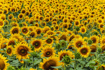 Sonnenblumenfeld/Sonnenblumenanbau