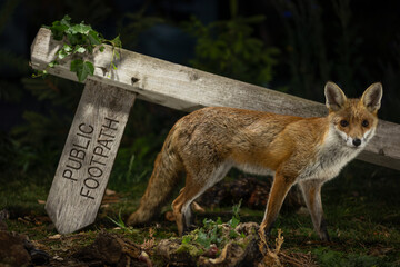 Red fox, Scientific name: Vulpes Vulpes,  Full length close up of a red fox at night, facing camera...